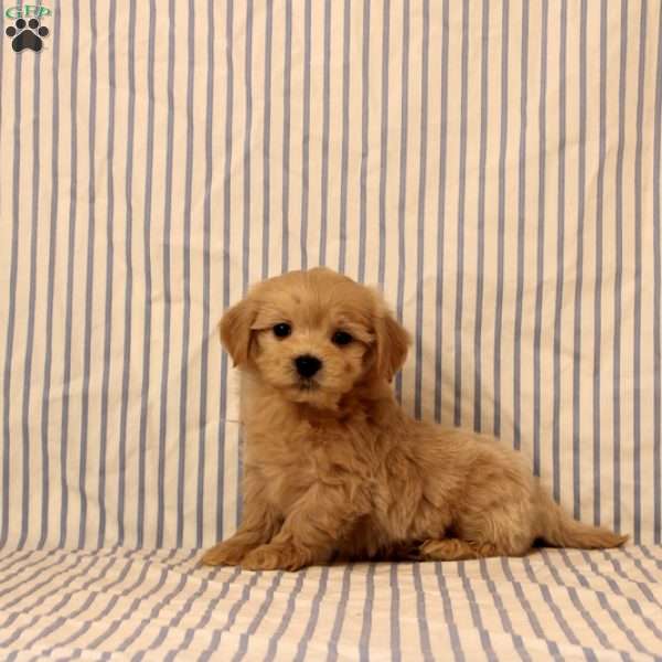 Kastor, Maltipoo Puppy